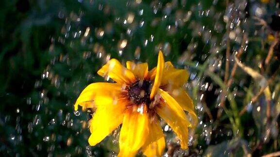 雨中的花和水珠慢动作镜头