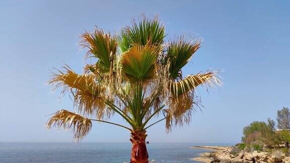地中海沿岸塞浦路斯的棕榈树风风吹动棕榈树