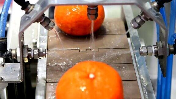 关闭生产线上柑橘类水果的清洗过程