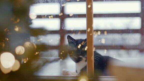 透过玻璃门的猫