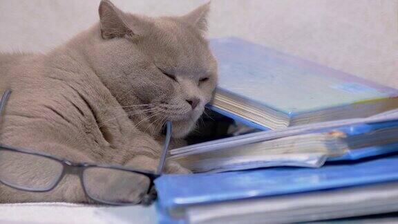 戴着眼镜的灰色英国猫躺在桌子上散落的书上4K