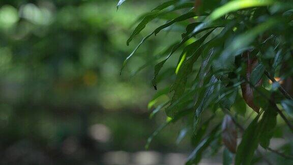 台北植物园的植物、鸟类和花园