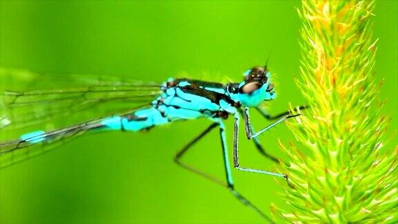 草叶上的蓝色蜻蜓正在授粉