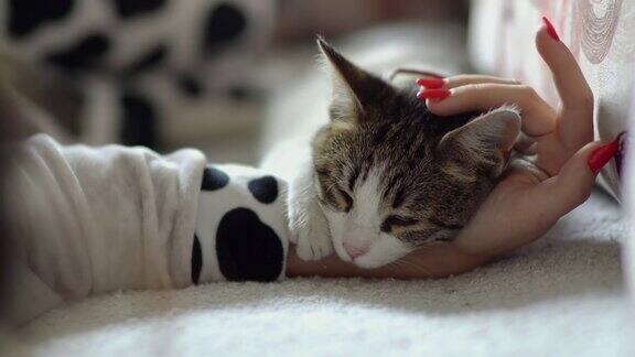 冬天的一天可爱的小猫趴在主人的手上睡觉