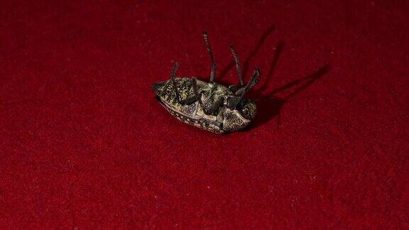 一种产于阿拉伯联合酋长国的含硫宝石甲虫(胡杨甲虫)甲虫有两对翅膀和六条腿