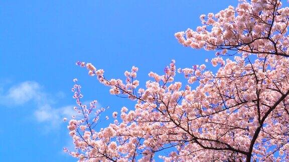 樱花映衬着湛蓝的天空