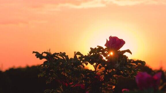 夕阳的光芒透过玫瑰
