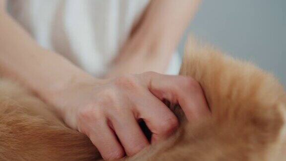 女人抚摸着厚实柔软的狗毛