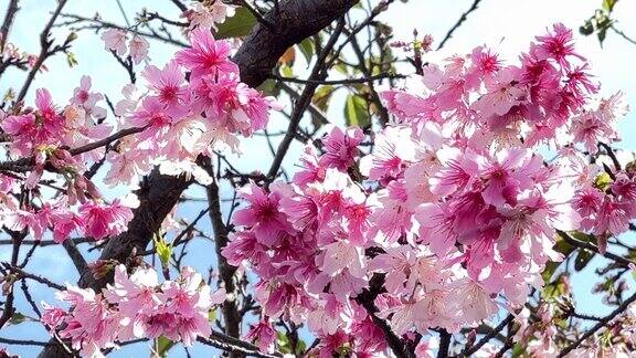 在冲绳县那霸市路边盛开着鲜红的樱花