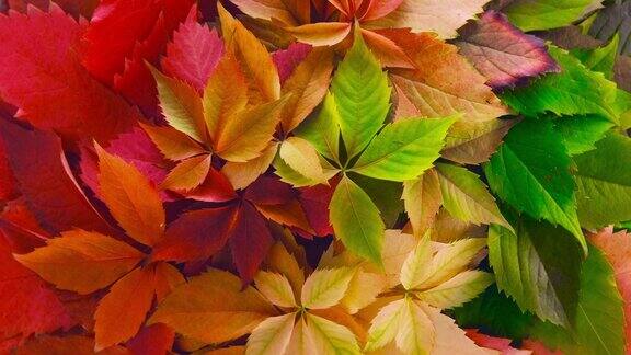色彩斑斓的秋叶在质朴的木质背景与复制空间