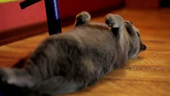 蓝猫仰卧在地板上