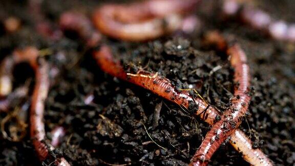 蚯蚓在土壤里蠕动