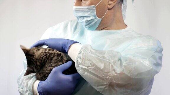兽医抚摸小猫手术前检查它