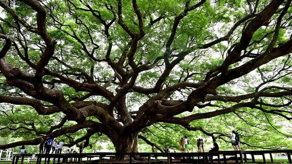 巨型猴荚树的绿叶和树枝泰国北碧府