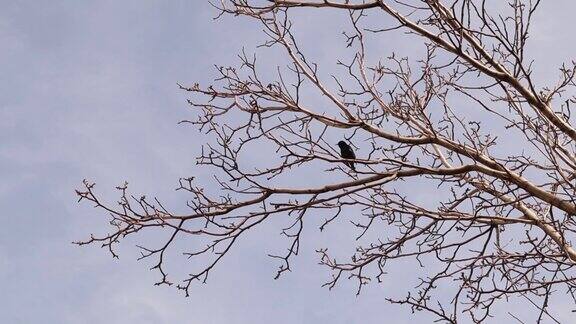 椋鸟在树上唱歌来吸引交配对象雄麻雀观鸟鸣鸟鸟鸣城市野生动物野生自然麻雀、椋鸟、鸟类听起来自然