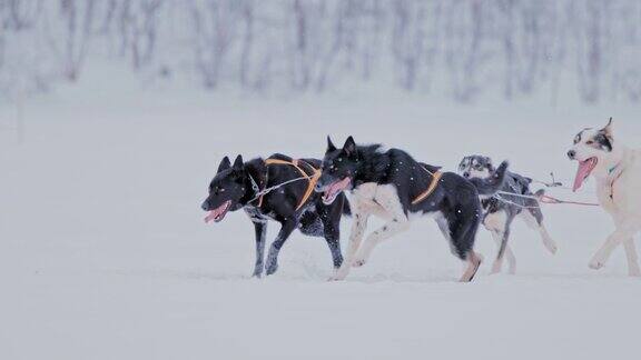 雪橇狗在雪中奔跑