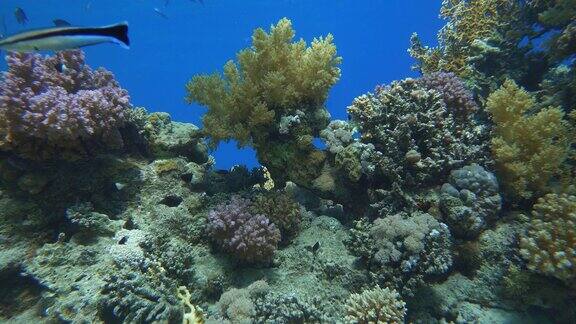 热带鱼类的海洋生物珊瑚礁热带海洋和珊瑚礁