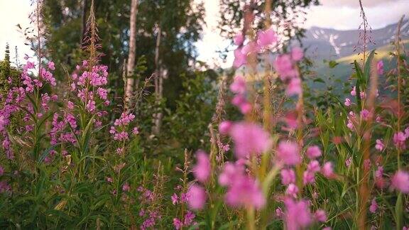 在夏天的一天有花的田野自然背景慢动作视频