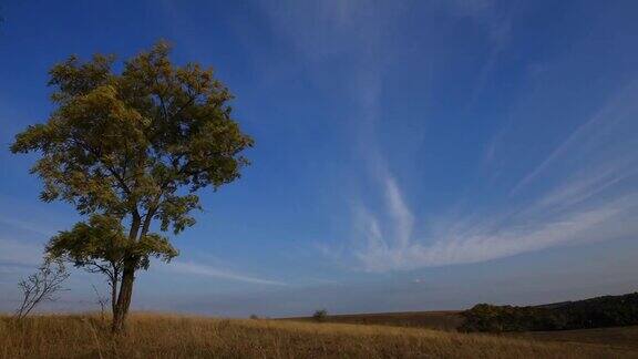 在蓝天下飞行的云与树在前景的时间流逝