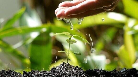 人手浇植物幼苗慢动作拍摄