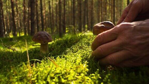 在森林里的草地上采摘了新鲜的蘑菇