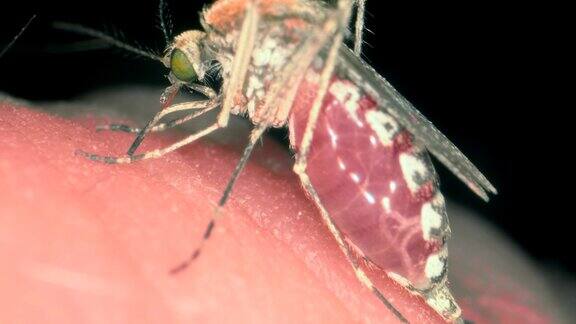 蚊子喝了人的血然后取出刺飞走了蚊子吸人血的特写小雌蚊子咬人的皮肤的宏观特写