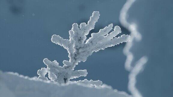 在冬天风雪下的结霜的树枝背景图