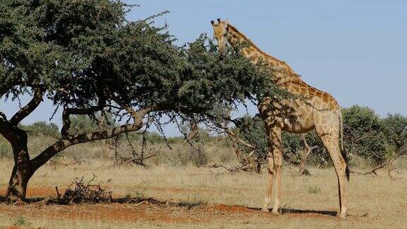 一只正在树上进食的长颈鹿南非