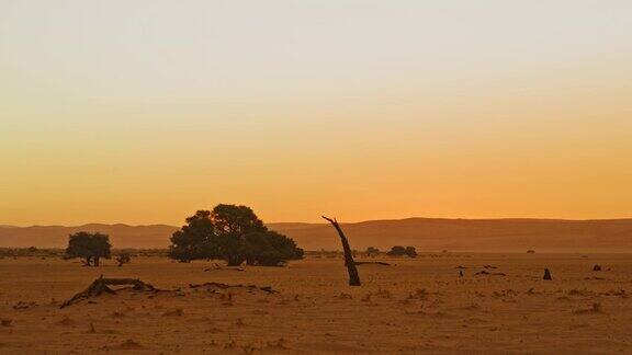 日落时分广袤宁静的沙漠中的树木非洲纳米比亚