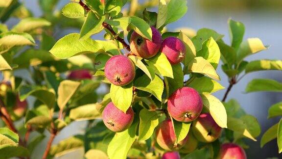 红苹果在苹果树的树枝上