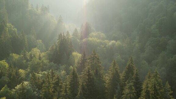在日出时飞过森林