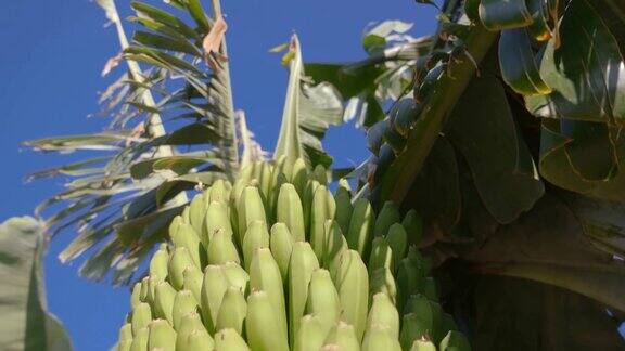 农场里正在成熟的金丝雀香蕉