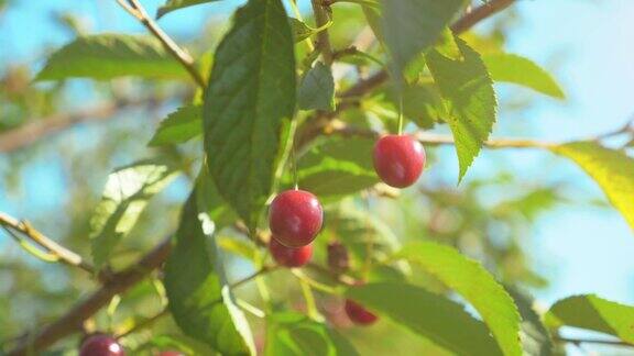 新鲜的红色美味樱桃树枝特写成熟的樱桃果实在阳光下选择性聚焦