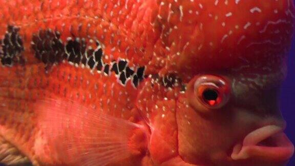 大红色的鱼游近
