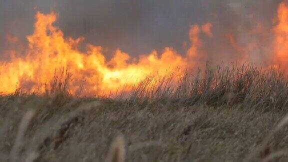 巨大的自然风暴点燃草原森林大火燃烧的干草