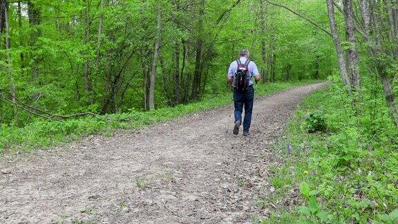 成熟的男性游客背着背包拄着登山杖在河边的春林里散步