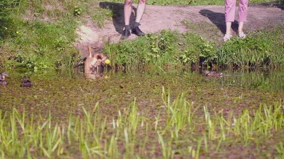 人们站在岸边带着一只狗看着池塘里的鸭子镜头移动
