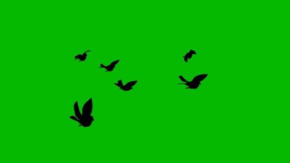 鸟的身影飞绿屏