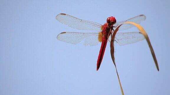 红色的蜻蜓停留在一根枯枝上