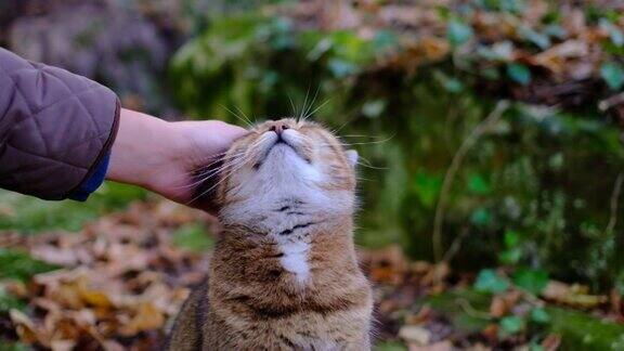 一只手在森林里抚摸着一只虎斑猫可爱的猫