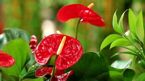 植物园红掌花(天南星科红掌)