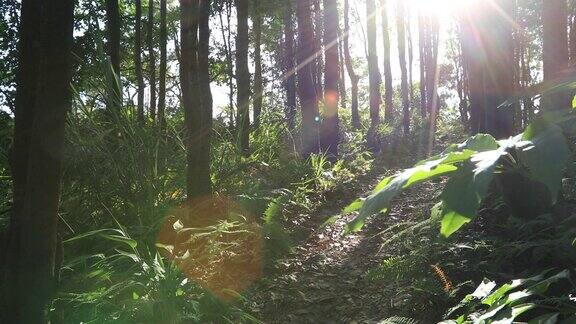 年轻女子trailrunner在日出热带森林跑步