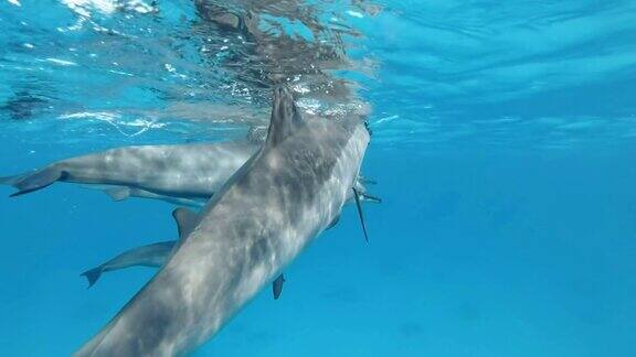 超级慢镜头一群小海豚在水下嬉戏飞旋海豚(Stenellalongirostris)水下拍摄红海萨塔亚礁(海豚屋)马萨阿拉姆埃及非洲