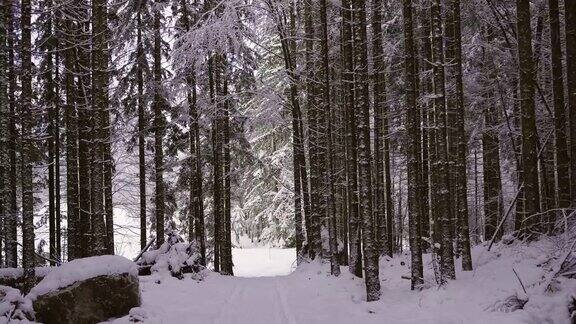 在白雪覆盖的森林里向前拍摄
