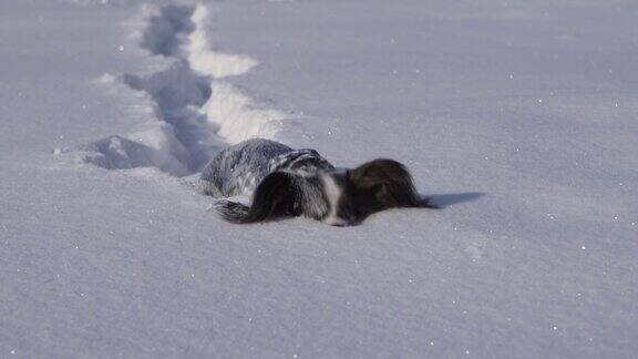 蝴蝶犬勇敢地通过他的方式在冬天公园的雪慢动作库存录像