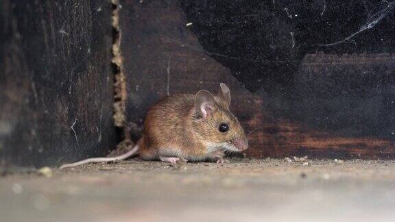 一个棕色的老鼠