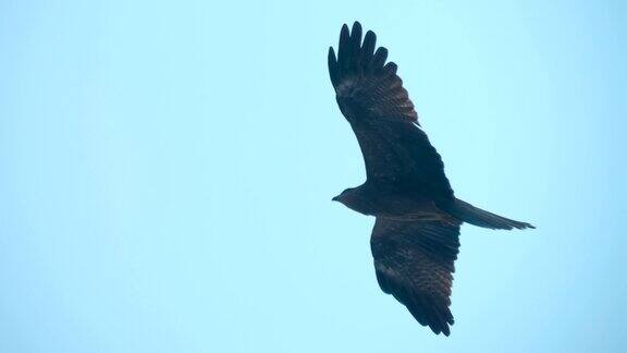 一只在蓝天中盘旋的猎鹰作为鸟类捕食者寻找猎物