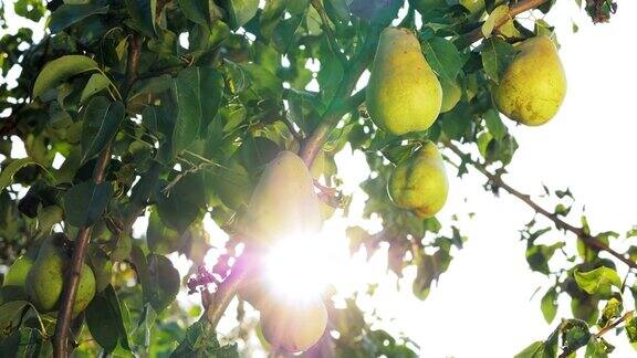成熟的梨在树枝上