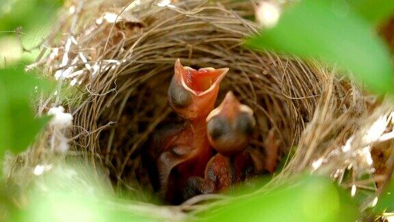 SLOMO饥饿的小鸟在巢里