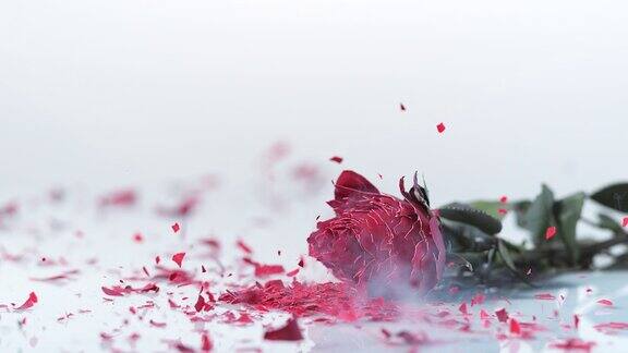 SLOMOLD冰冻的红玫瑰飘落碎成小块